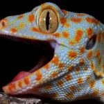 RADIO NEWS Canggih, Tokek Gecko Punya Indera Keenam Misterius