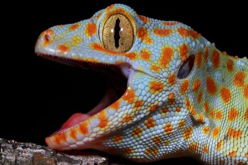 RADIO NEWS Canggih, Tokek Gecko Punya Indera Keenam Misterius