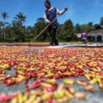 Cengkeh Hutan Jadi Komoditas Andalan Masyarakat Amalatu Maluku