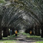 STATION NEWS Ciptakan Klon Unggul Sawit, BRIN dan Astra Agro Kembangkan Kultur Jaringan