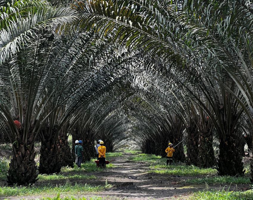 STATION NEWS Ciptakan Klon Unggul Sawit, BRIN dan Astra Agro Kembangkan Kultur Jaringan