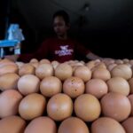 Contoh Peribahasa Menggunakan Kata Telur dan Ayam, Yuk Dicatat