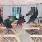 STATION NEWS Dijual Bebas di Indonesia, Inilah Peran Penting Burung Kolibri untuk Alam