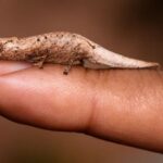 Imut Banget! Spesies Bunglon Baru Ini Cuma Sebesar Ujung Jari, Habitatnya Terancam Punah!