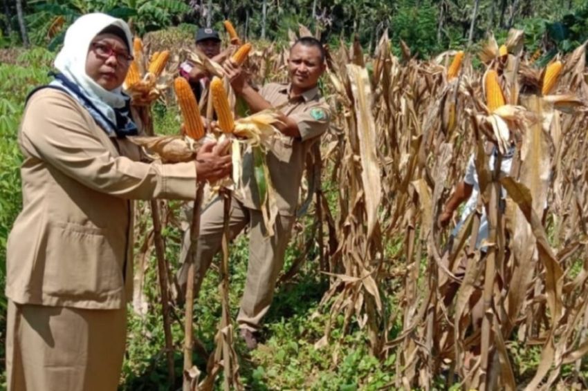 STATION NEWS Jagung Hibrida: Dari Penolakan Menjadi Primadona di Madura