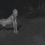 STATION NEWS Makhluk Misterius yang Diklaim Skinwalker Berkeliaran di Malam Hari