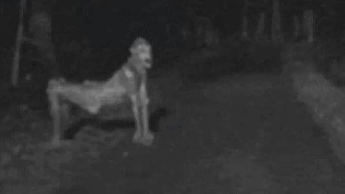 STATION NEWS Makhluk Misterius yang Diklaim Skinwalker Berkeliaran di Malam Hari