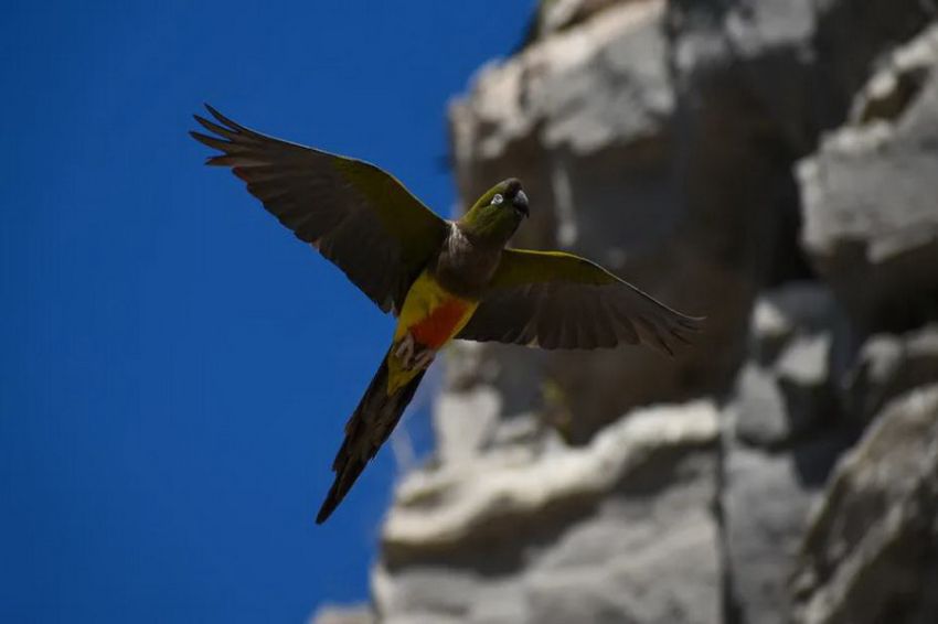 RADIO NEWS Ribuan Burung Beo Serang Kota di Argentina, Picu Kekacauan Massal