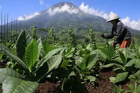 STATION NEWS Rugikan Petani, APTI Tolak Rencana Kebijakan Kemasan Rokok Polos