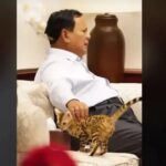 Seperti Prabowo, 12 Presiden Amerika Ini Juga Pelihara Kucing