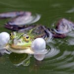 Suara Katak Bersaut-sautan saat Hujan Ternyata Ini Penyebabnya