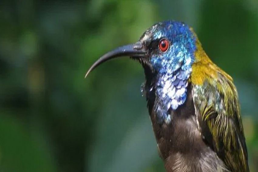 Aplikasi Identifikasi Burung, Kenali Lewat Suara Kicauan