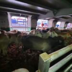 BEEF Impor 1.950 Sapi Pedaging Dukung Program Makan Bergizi Gratis