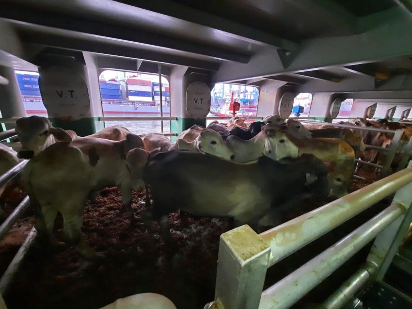 BEEF Impor 1.950 Sapi Pedaging Dukung Program Makan Bergizi Gratis