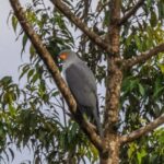 Burung Pemangsa Langka yang Lama Hilang Terlihat Kembali di Papua