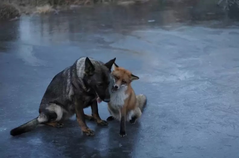 Ciptakan Spesies Hewan Baru, Ilmuwan Kawinkan Anjing dengan Rubah