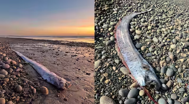 Dipercaya sebagai Tanda Awal Tsunami, Ikan Kiamat Muncul Kembali