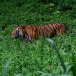 Habitat Harimau Malaya Terganggu oleh Aktivitas Berkendara