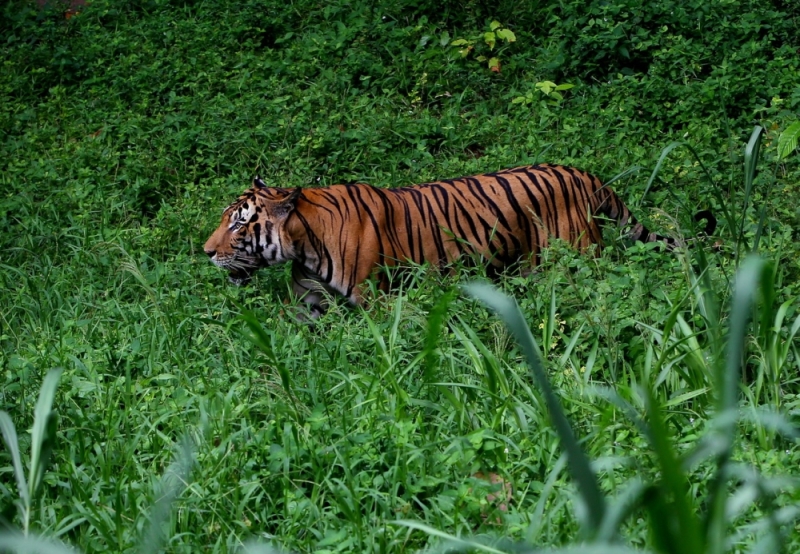 Habitat Harimau Malaya Terganggu oleh Aktivitas Berkendara