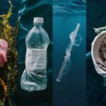 Jamur Pemakan Plastik: Secercah Harapan dalam Mengatasi Polusi Laut