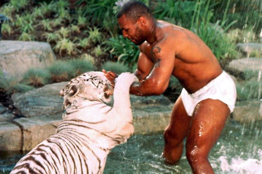 Mike Tyson dan Harimau Posesif yang Nyaris Bikin Rumah Hancur