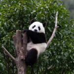 Ternyata Panda Pernah Hidup di Eropa, tapi Tidak Makan Tumbuhan