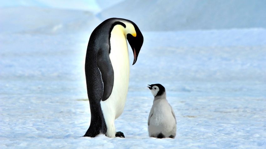 Terungkap! Penguin Kaisar Bisa Berenang Sejauh 3.500 Km dari Antartika ke Australia