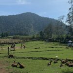 8 Rekomendasi Tempat Wisata Kebun Binatang di Bandung, Jadi Pilihan di Libur Akhir Tahun