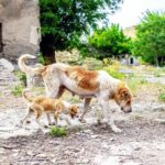 Anjing Chernobyl: Evolusi di Tengah Bencana Nuklir