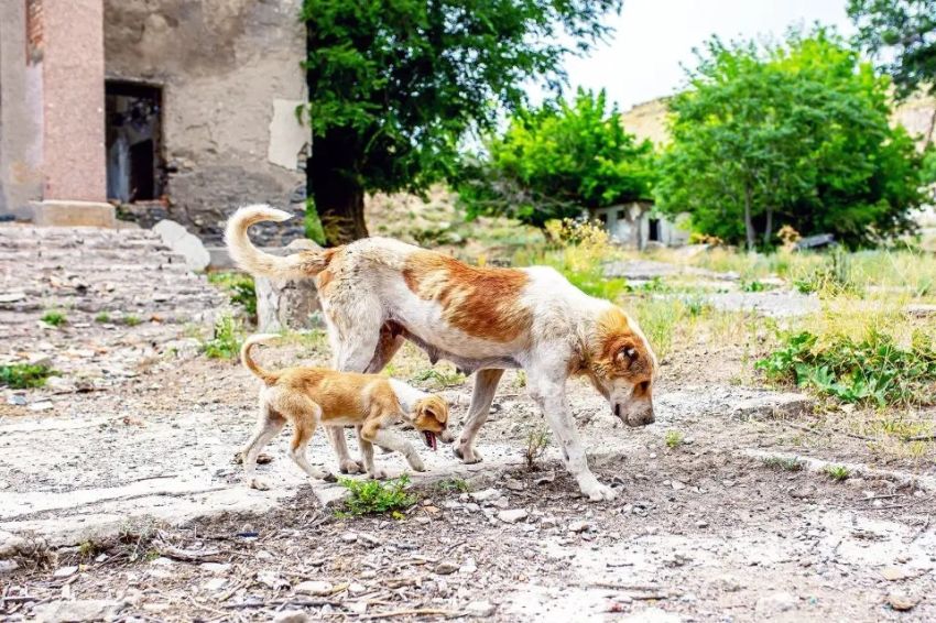 Anjing Chernobyl: Evolusi di Tengah Bencana Nuklir