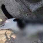 Belasan Kucing Mati Massal di Sawojajar Malang, Diduga Diracun