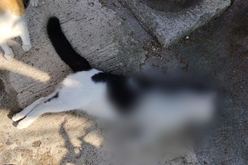 Belasan Kucing Mati Massal di Sawojajar Malang, Diduga Diracun