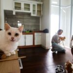 Contoh Peribahasa Menggunakan Kata Kucing, Nomor 3 Bermakna Orang yang Hidup Senang