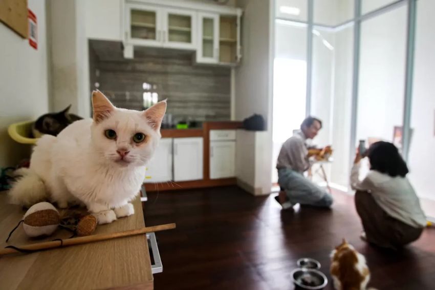 Contoh Peribahasa Menggunakan Kata Kucing, Nomor 3 Bermakna Orang yang Hidup Senang