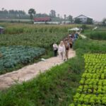 Dukung Ketahanan Pangan, Pertanian Bawang Merah Dikembangkan di Malang