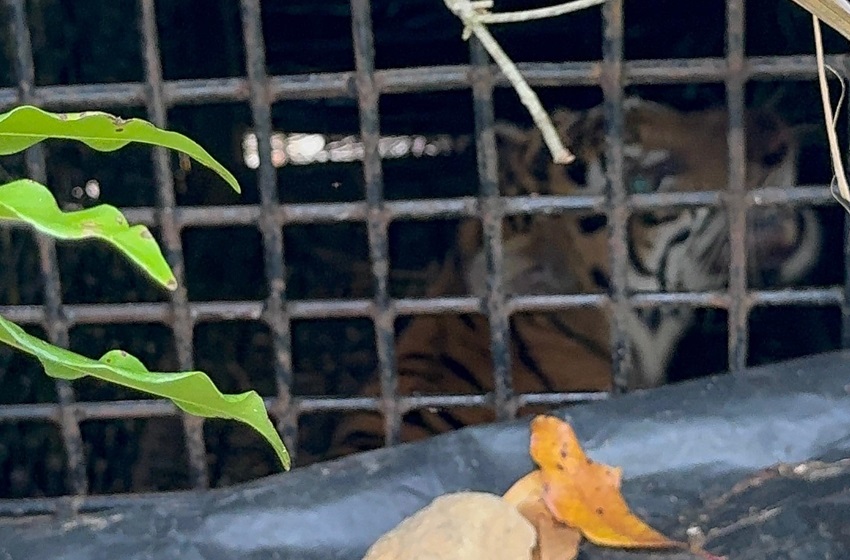 Harimau Sumatera Masuk Kandang Jebak di Lampung Barat