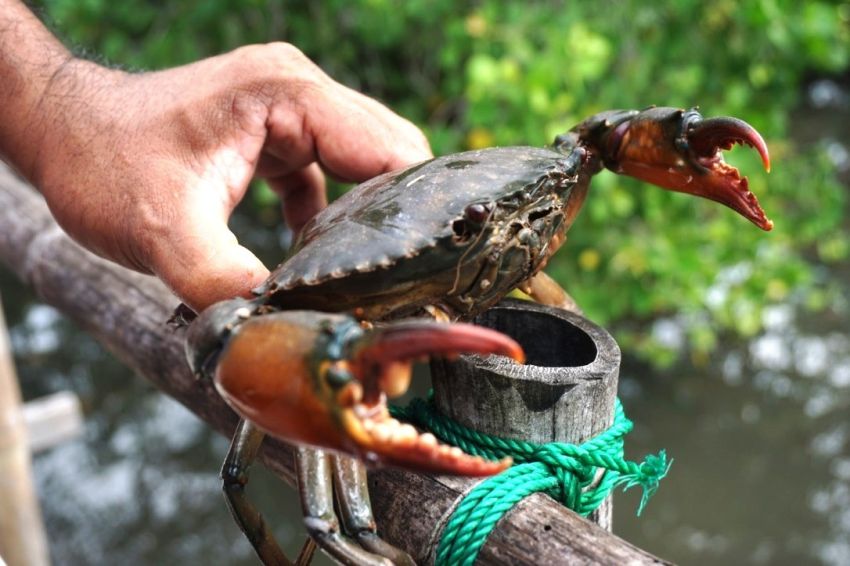 Ilmuwan Larang Rebus Kepiting dalam Keadaan Hidup