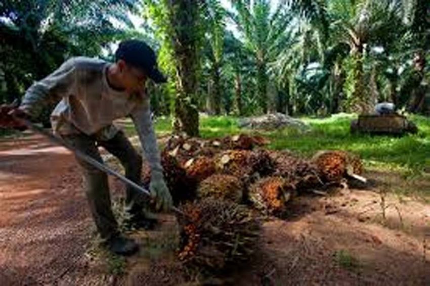 Kebocoran di Industri Sawit Rp300 Triliun, Gapki Segera Beri Penjelasan pada Presiden