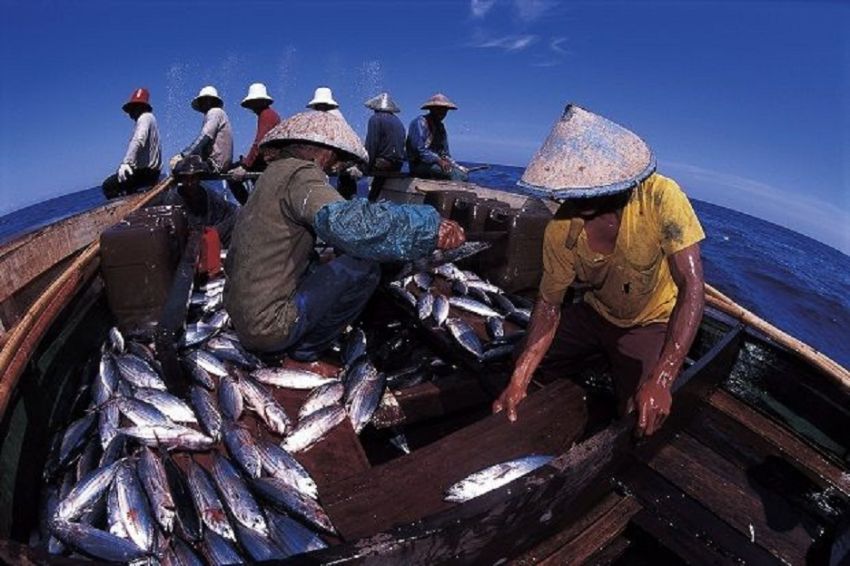 Pakar Sebut Budidaya Tuna Solusi untuk Atasi Kelangkaan