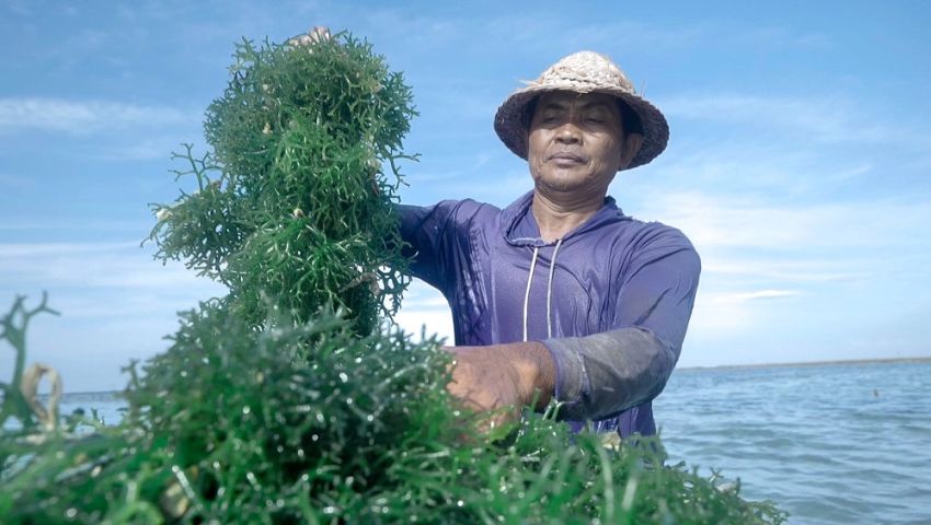 Pemberdayaan BRI Tingkatkan Skala Usaha Klaster Usaha Rumput Laut Semaya di Nusa Penida