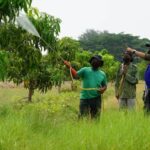 Reduksi CO2, Kilang Balongan Sulap 19,3 Ha Lahan Jadi Taman dan Kebun Mangga