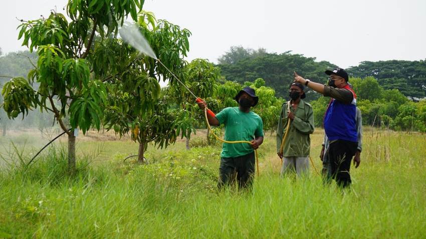 Reduksi CO2, Kilang Balongan Sulap 19,3 Ha Lahan Jadi Taman dan Kebun Mangga