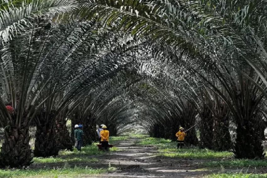 Sawit Pilar Penting Energi Terbarukan di Indonesia