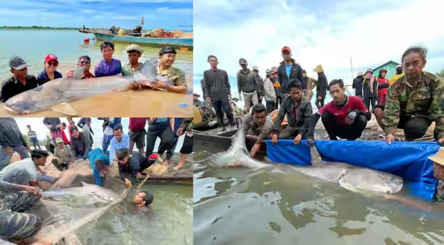 Terancam Punah, 6 Ikan Lele Raksasa Mekong Ditemukan di Kamboja