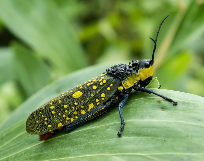 5 Fakta Menarik Belalang Setan, Serangga yang Punya Cairan Beracun