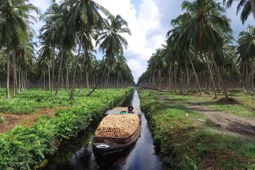 57 Tahun, Sambu Group Mengakar dan Tumbuh Bersama Industri Kelapa Terpadu