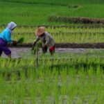 Contoh Peribahasa Menggunakan Kata Sawah, Nomor 1 Bermakna Segala Sesuatu Ada Batasnya