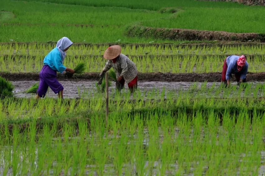 Contoh Peribahasa Menggunakan Kata Sawah, Nomor 1 Bermakna Segala Sesuatu Ada Batasnya