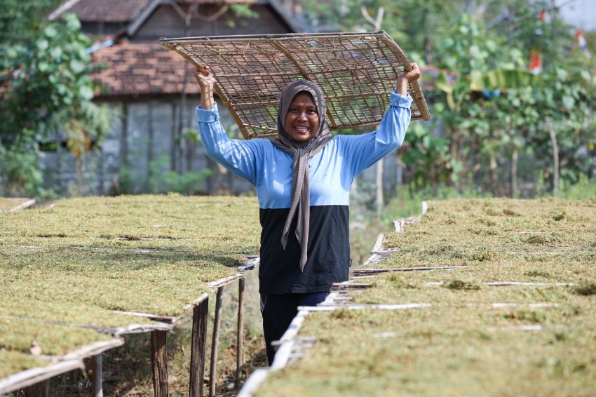 Dulu Terdampak PHK, Kini Sudarti Lebih Sejahtera Berkat Pertanian Tembakau