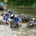 Gajah yang Stres Mengamuk di Thailand, 1 Wisatawan Spanyol Tewas